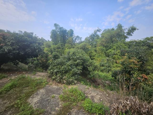 高雄大樹農地-10