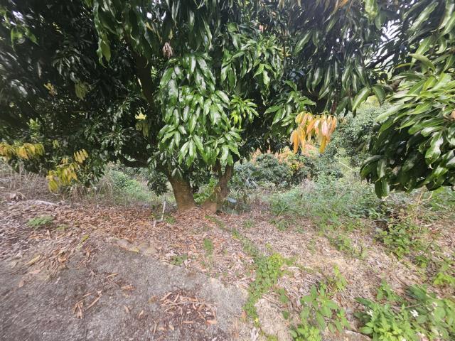 高雄大樹農地-8