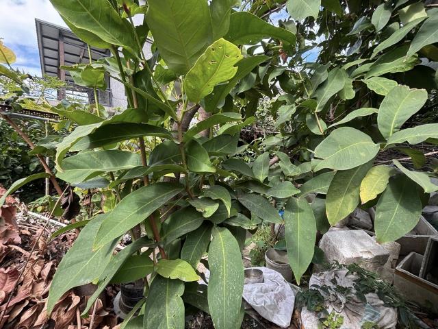 台中西屯住宅地-3