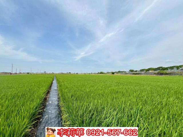 新營農地-8