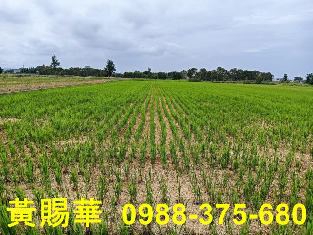 桃園新屋農地-2