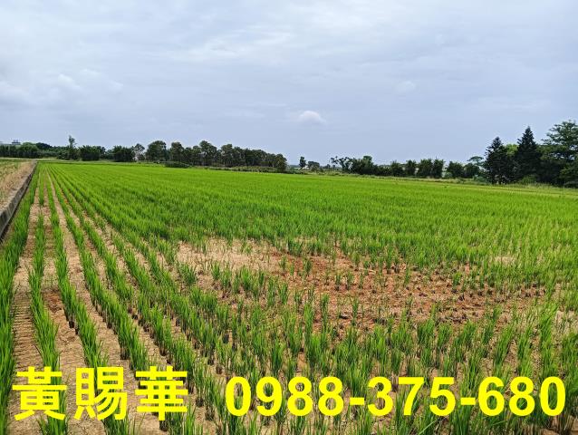 桃園新屋農地-4