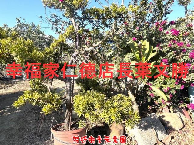 台南麻豆農地-13