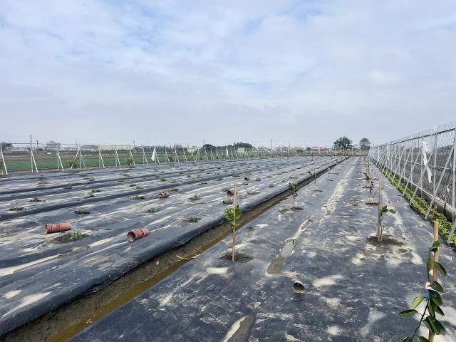 埔鹽農地-6