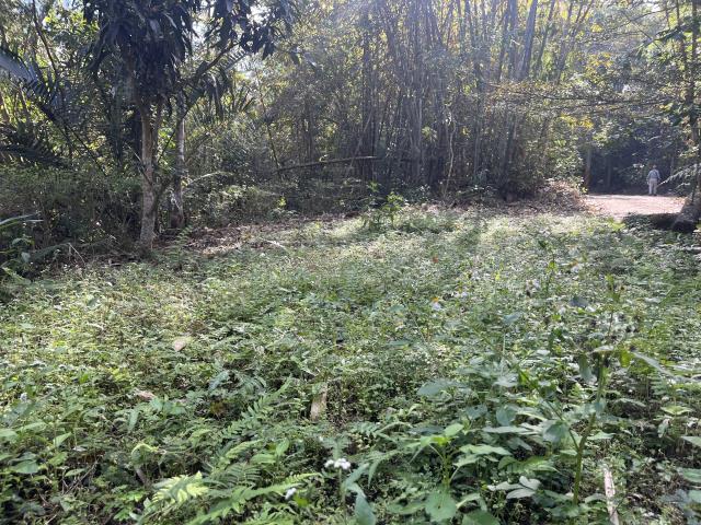 南投鹿谷山坡地-5