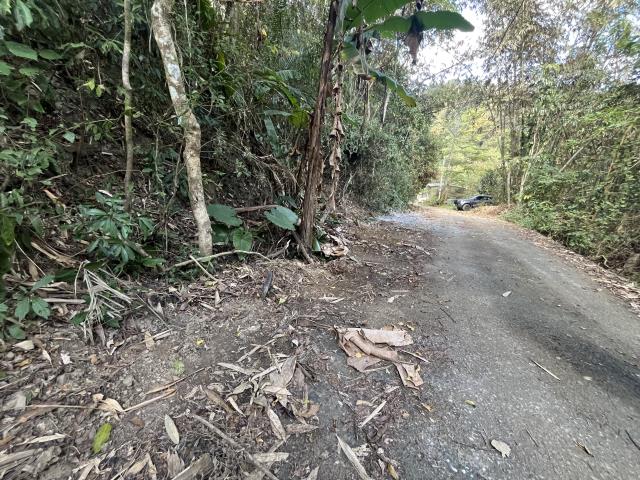 南投鹿谷山坡地-8