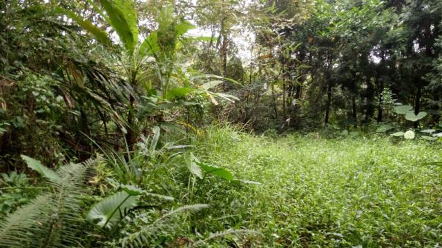 南投鹿谷山坡地-3