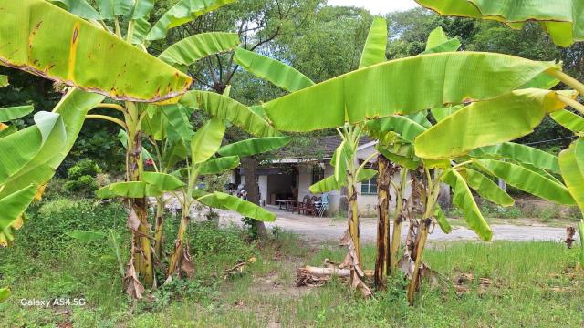 台南左鎮農地-1