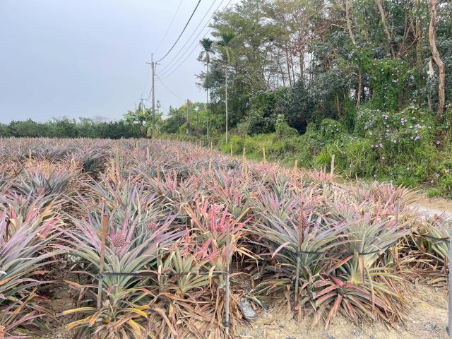 嘉義大林農地-2