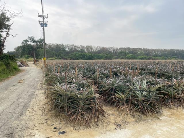 嘉義大林農地-3