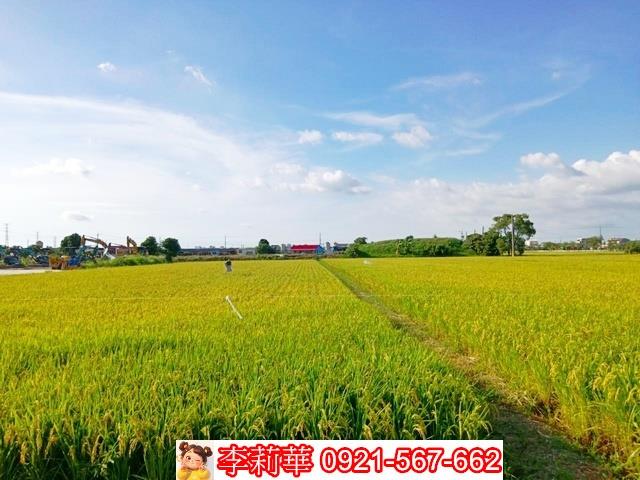 六甲農地-8