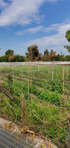 台中東勢農地-0