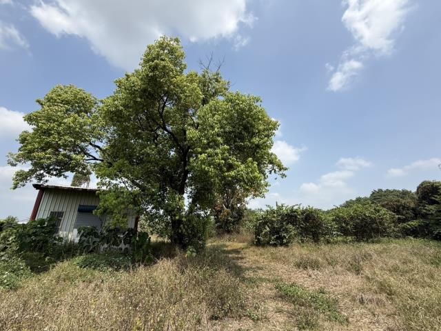 屏東農地-2
