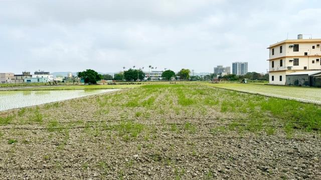 竹北新港國小旁平坦田