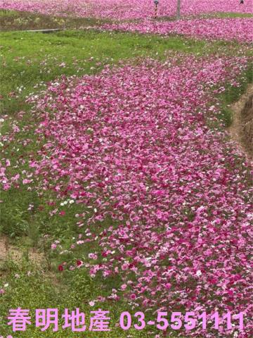 新竹芎林農地-1