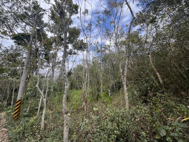 南投鹿谷農地-7