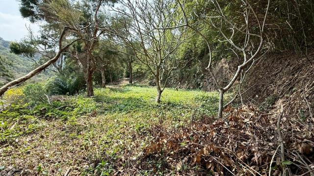 新竹關西農地-6