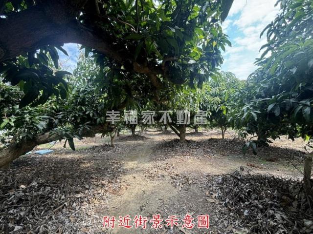 楠西農地-9