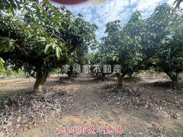 楠西農地-11