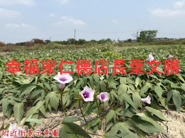 台南農地-14