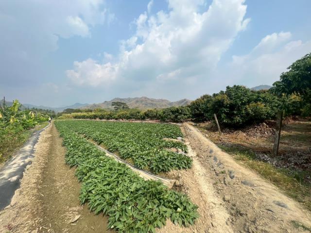 高雄美濃農地-14