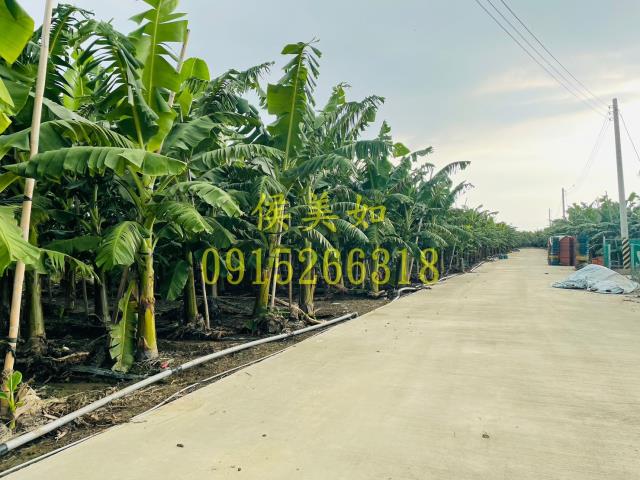 嘉義農地-3