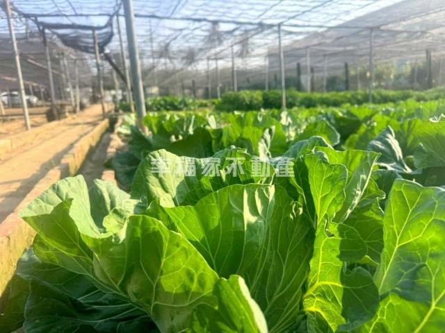 台南南區農地-5