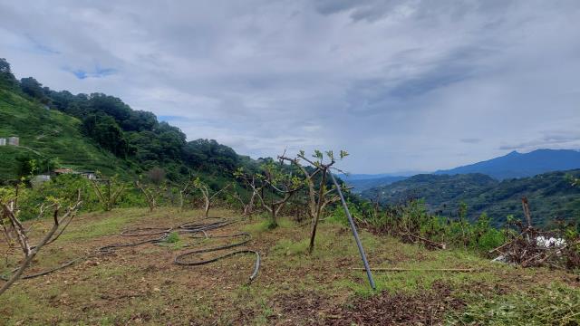 東勢高海拔農地