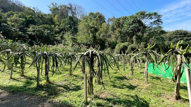 新竹峨眉農地-5