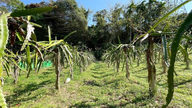 新竹峨眉農地-7