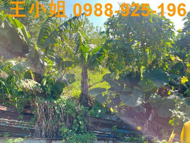 桃園新屋農地-4