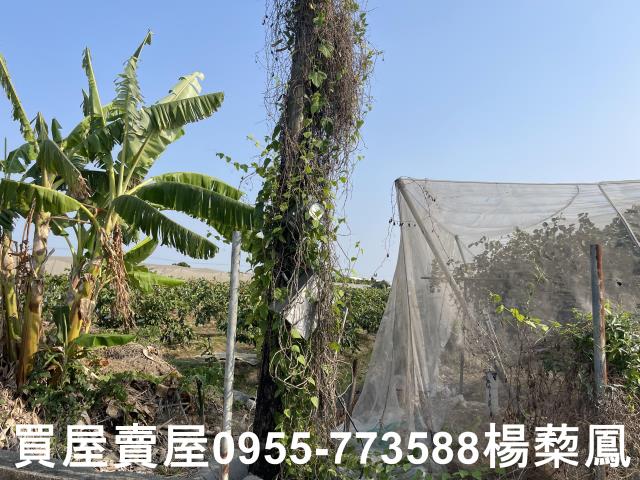 高雄燕巢農地-2