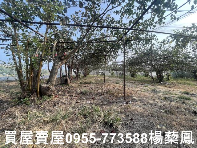 高雄燕巢農地-4