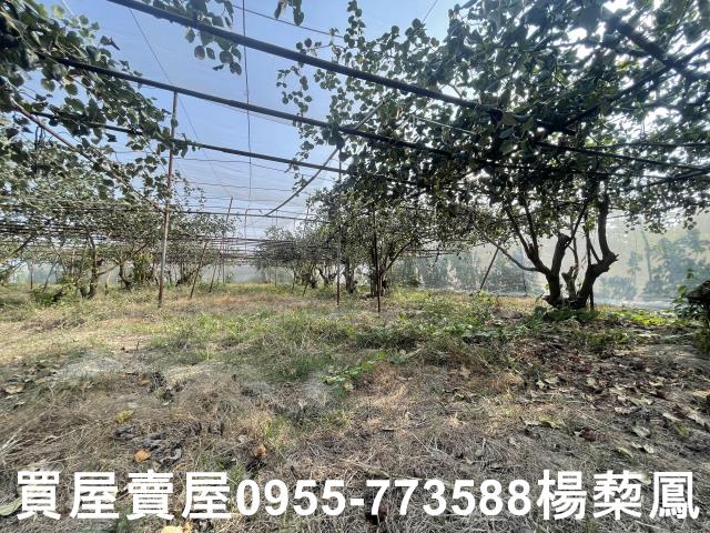 高雄燕巢農地-7