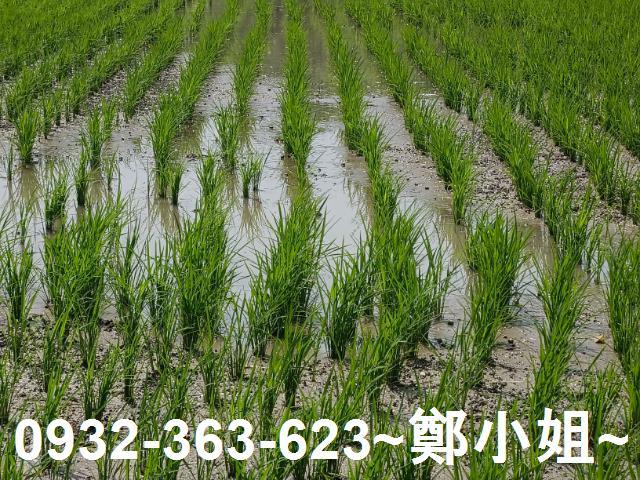 桃園桃園區農地-2