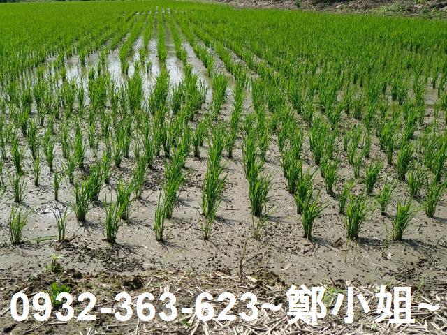 桃園桃園區農地-3