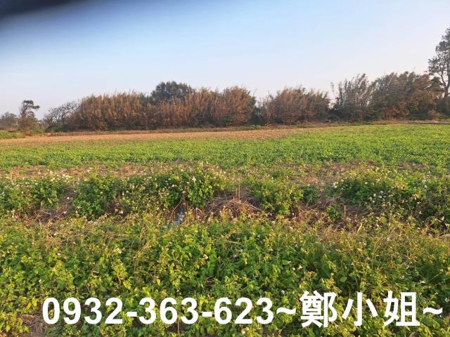 桃園觀音農地-11