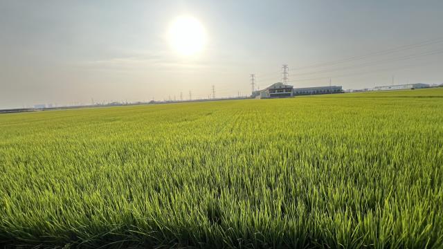 路竹下坑近交流道農地