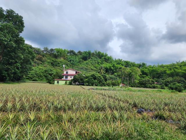 六龜大地坪