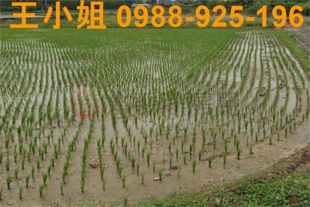 楊梅農地