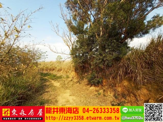 龍井旱-1