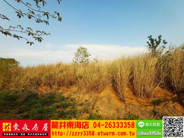 龍井旱-2