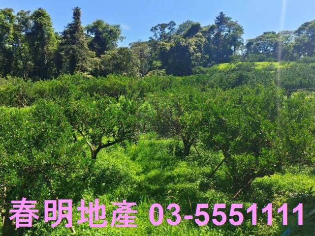 新竹縣橫山鄉薯園柑橘園農地春明地產