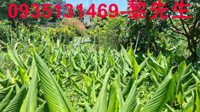 新竹峨眉林地-12