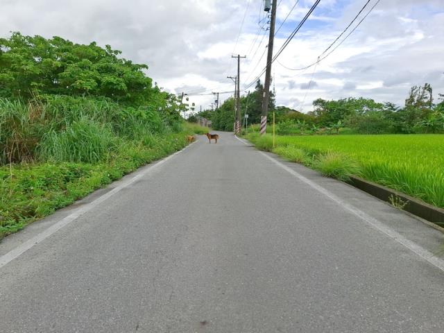 桃園楊梅農地-5