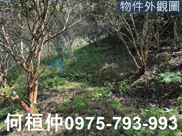苗栗泰安山坡地-0