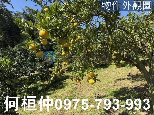 苗栗獅潭農地-3