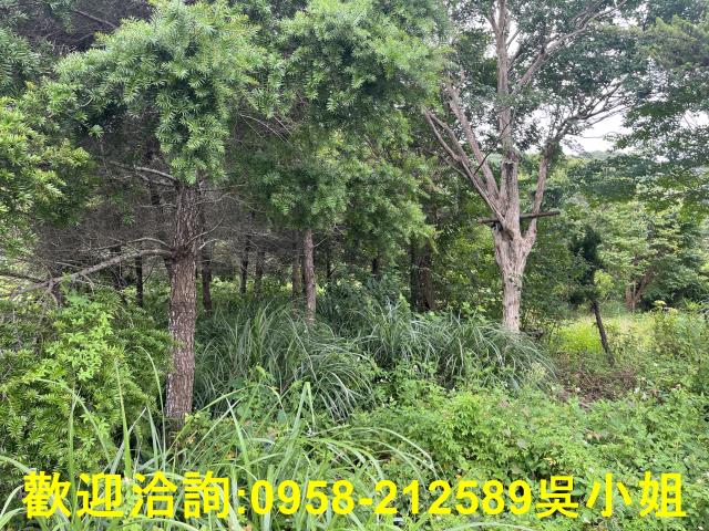 湖口農地-9