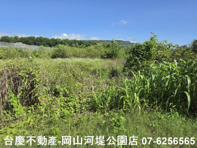 阿蓮農地-11