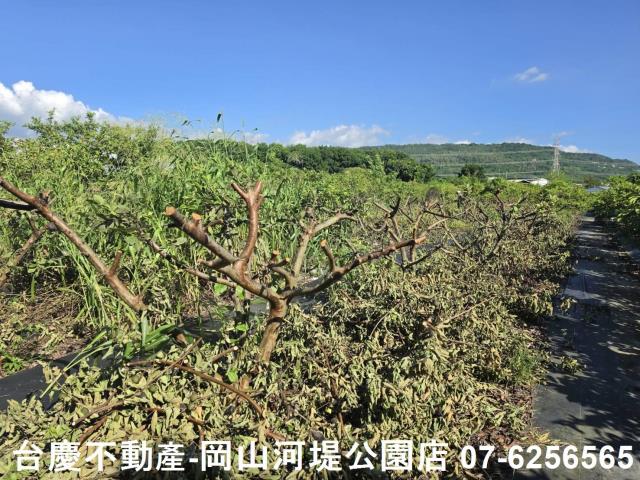 阿蓮農地-6